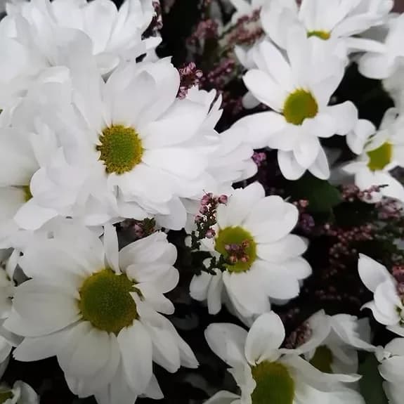 Bouquet of 7 white chrysanthemum