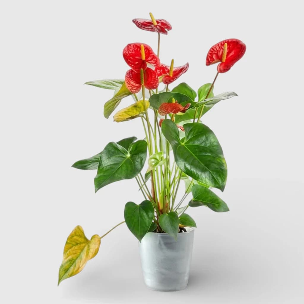 Anthurrium Plant