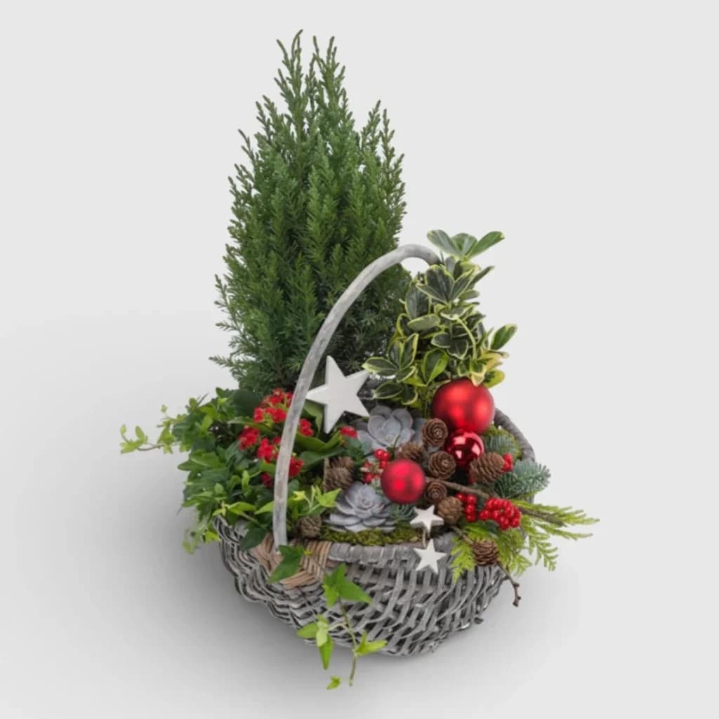Basket of Plants "Christmas Spirit"