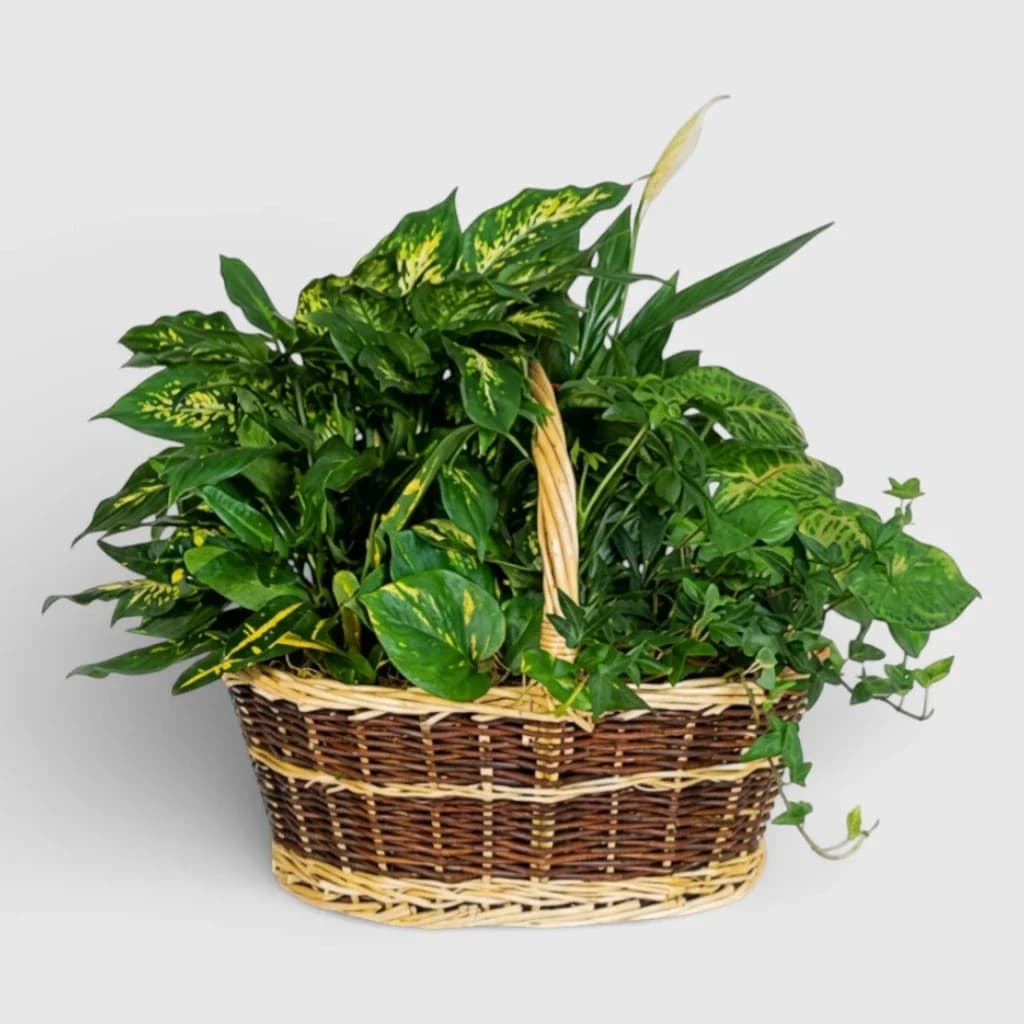 Plants arranged in pot "Tropical Paradise"