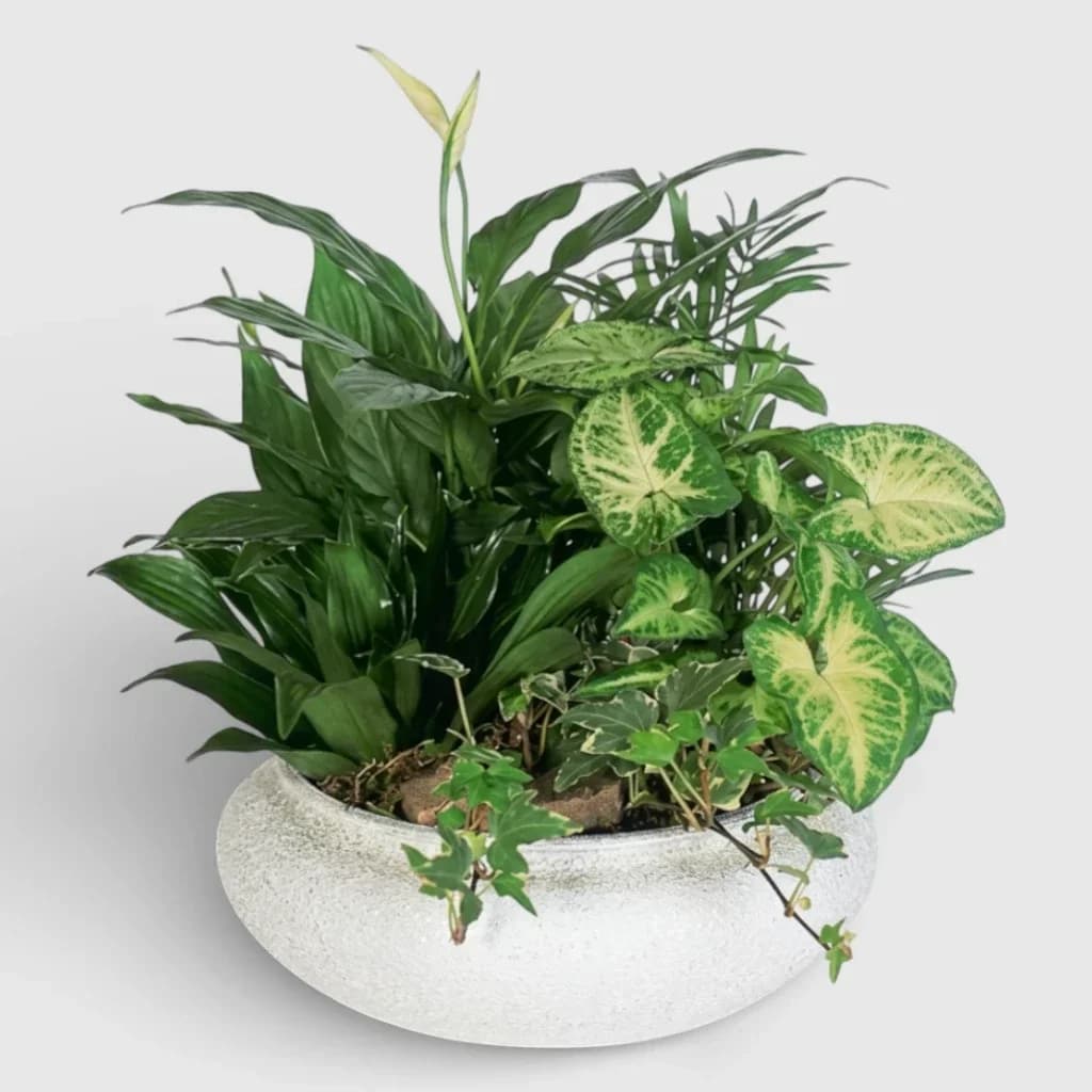 Plants arranged in pot "Exotic Corner"