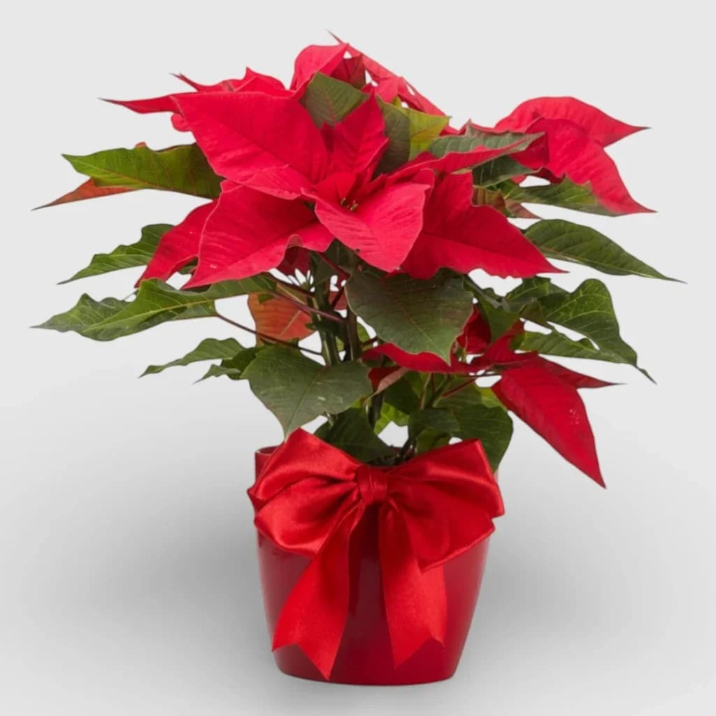 Red Poinsettia plant