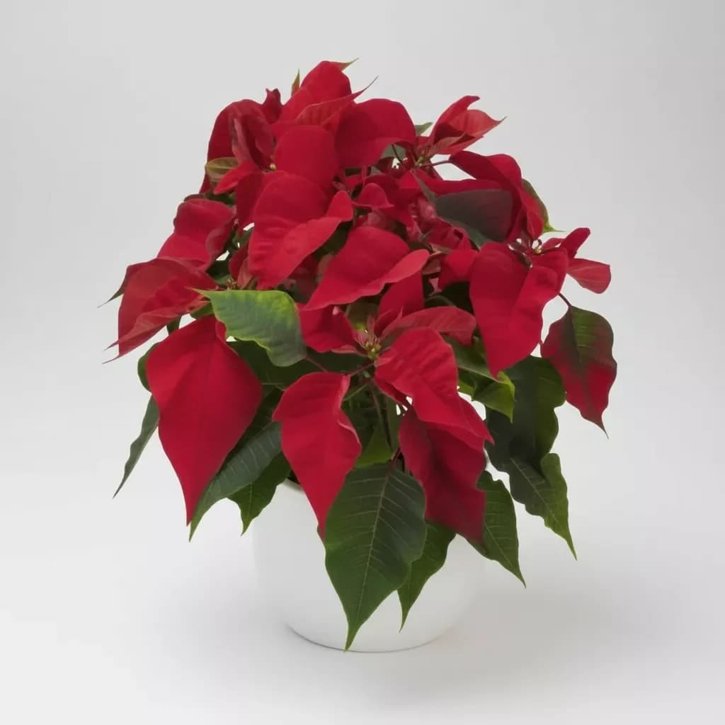 Red Poinsettia plant "Christmas Star"