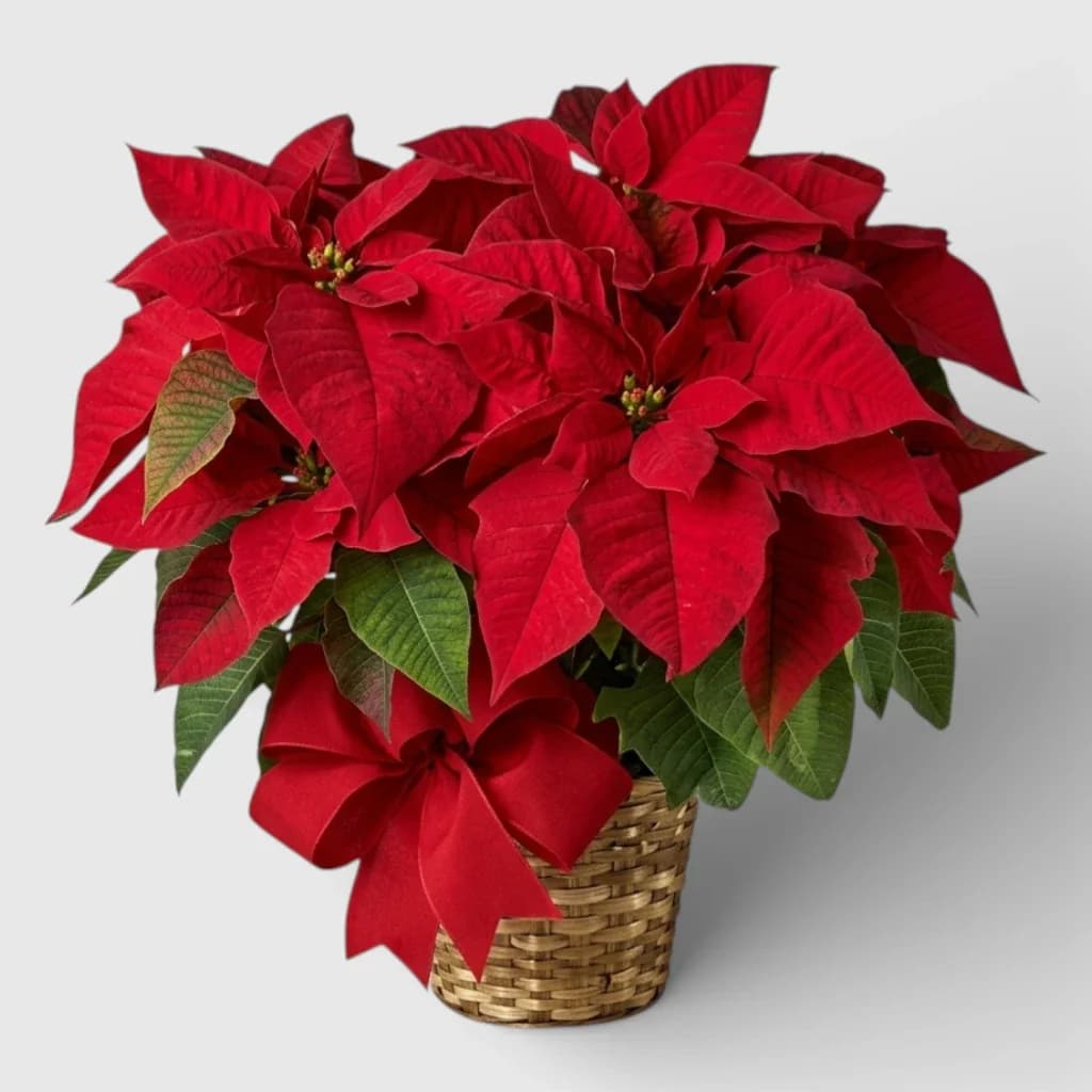 Red Poinsettia plant with seasonal decoration