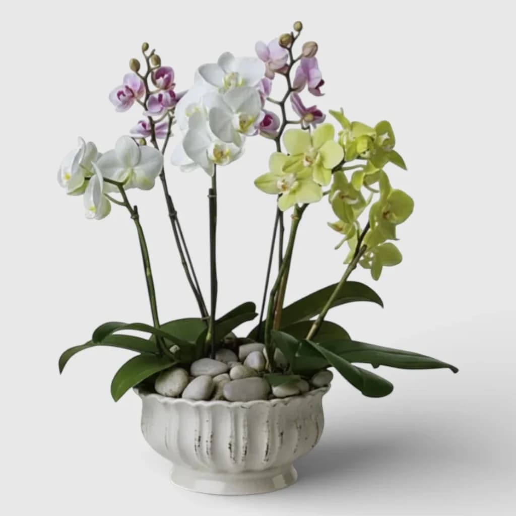 Regal Orchids Plants