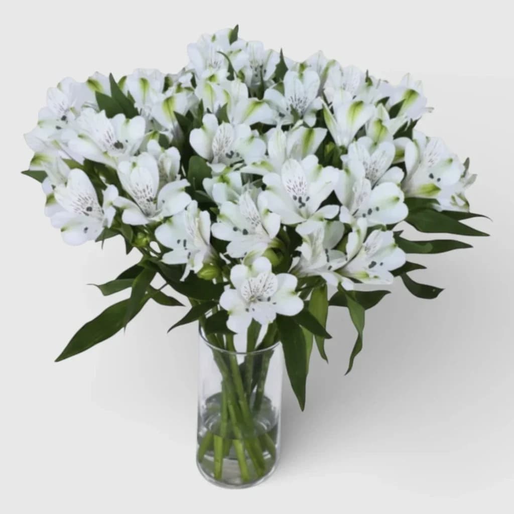 White Alstroemeria Bouquet "Winter Dream"