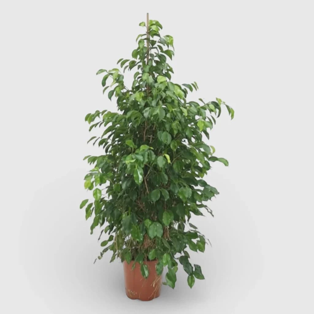 Ficus Plant