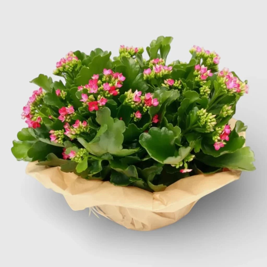 Calandiva Plant in a pot