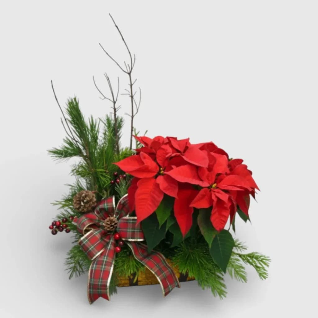 Red Poinsettia Plant in a Basket & Seasonal greens