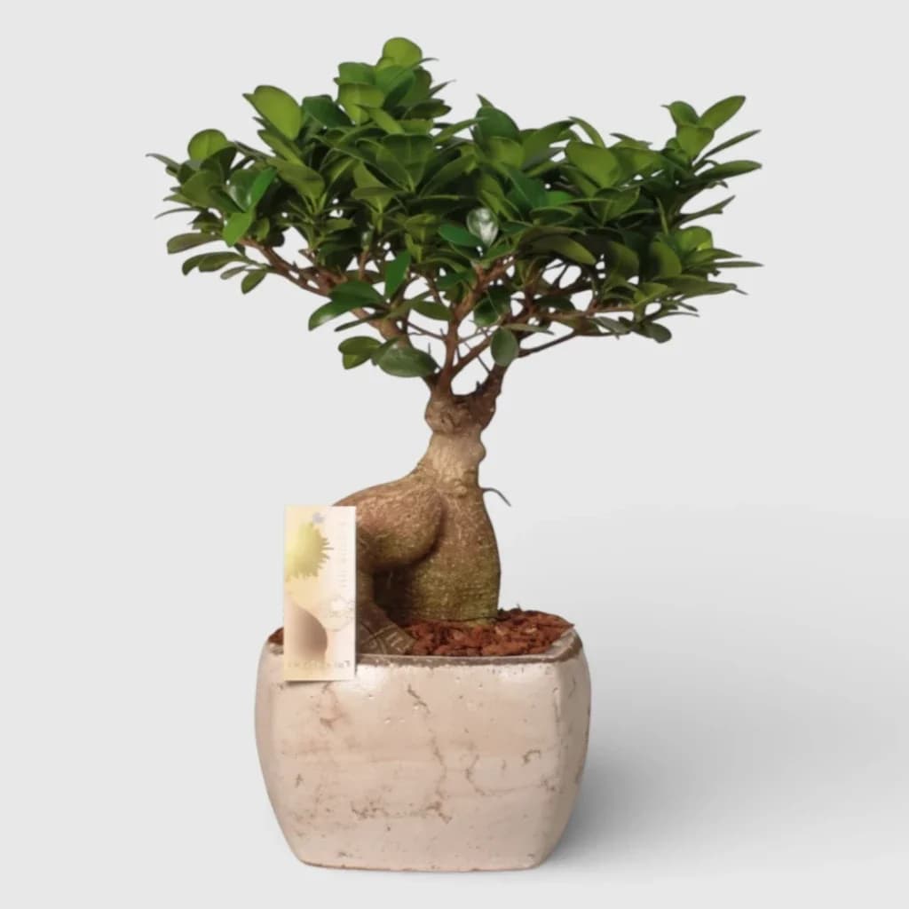 Bonsai Tree🌿