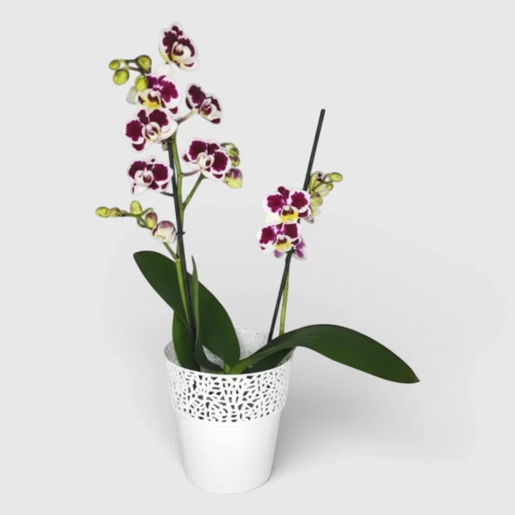 A white and purple orchid in a pot