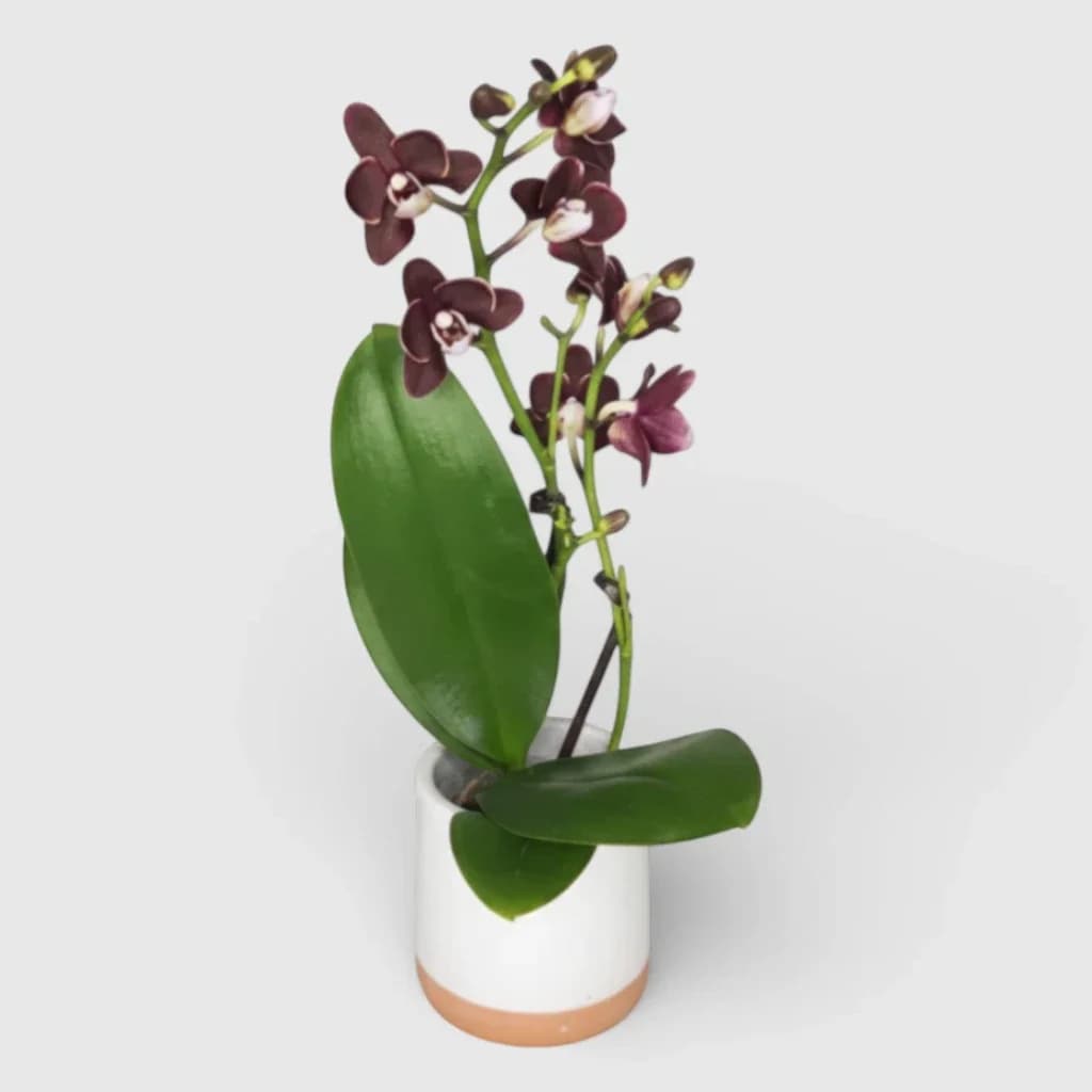 Black mini orchid in a planter
