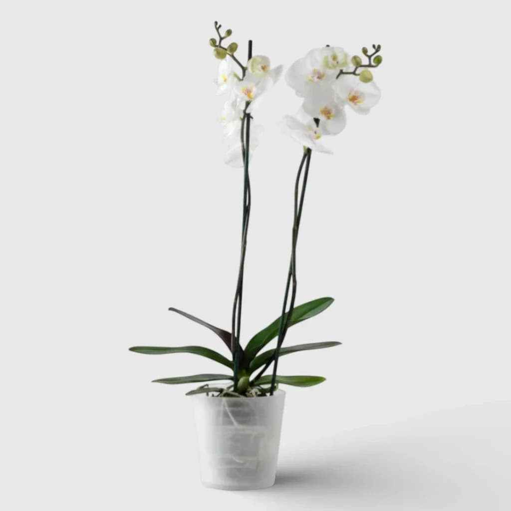 White Orchid Plant