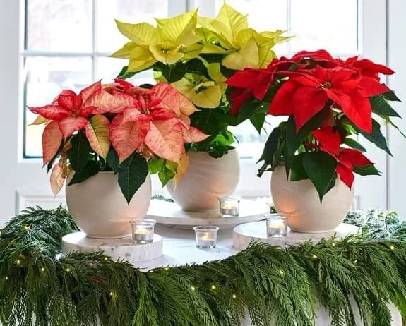 Flowers as a New Year tradition