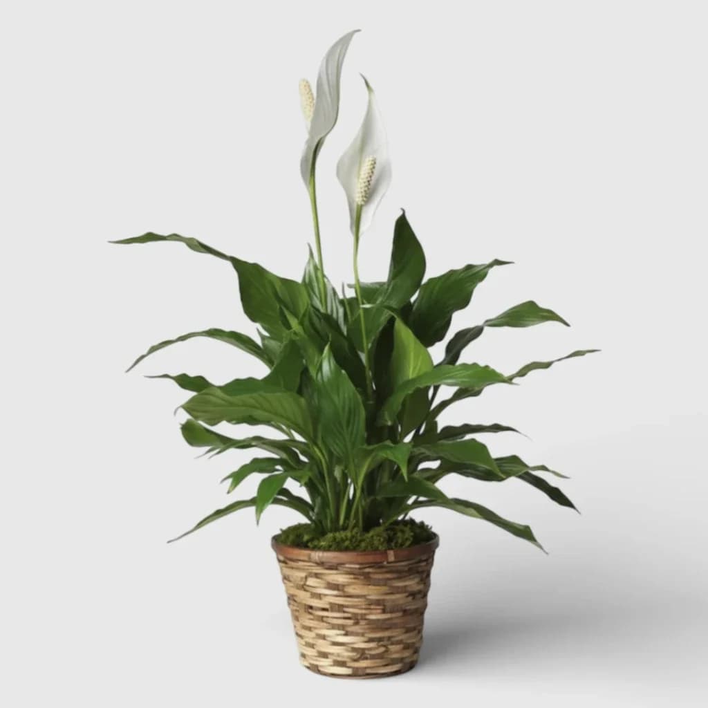 Spathiphyllum Plant