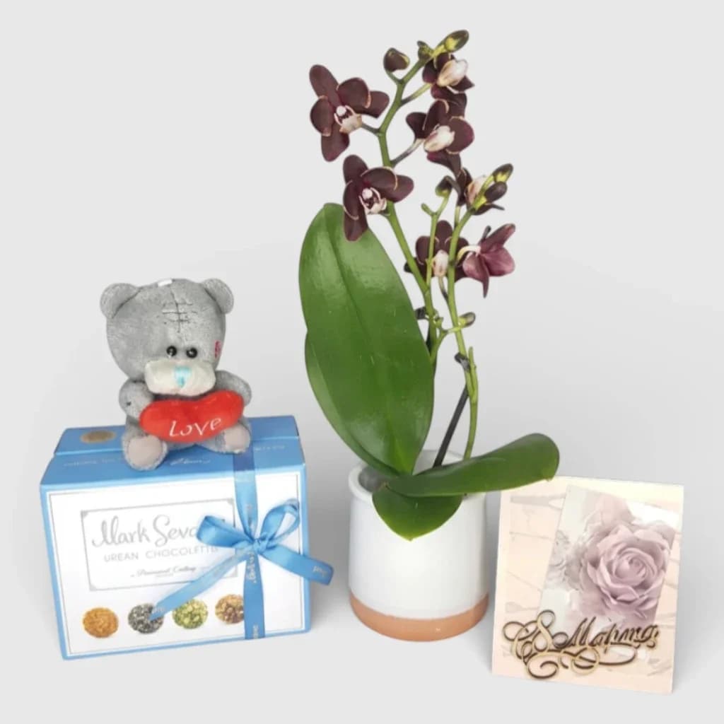 Mini orchid with gifts