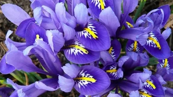 Rules for flower care