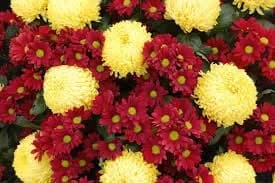 Rules for flower care