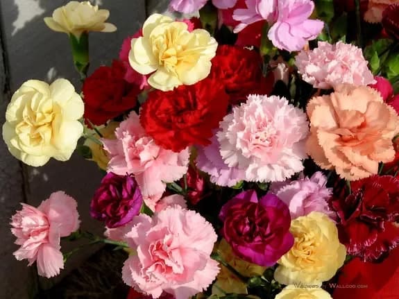 Rules for flower care