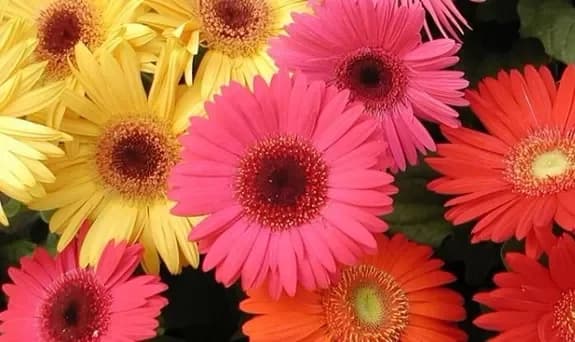 Rules for flower care