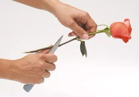 Rules for flower care