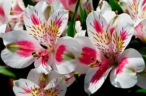 Buy alstroemeria with delivery in Minsk, Belarus