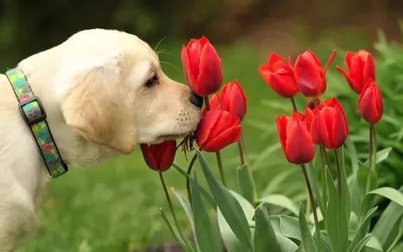 Buy tulips with delivery in Minsk, Belarus