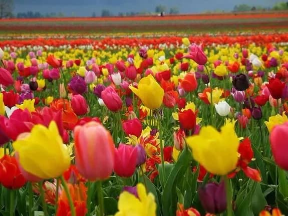 Buy tulips with delivery in Minsk, Belarus