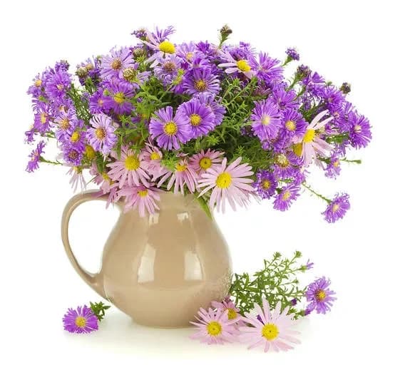 Buy chrysanthemums with delivery in Minsk, Belarus