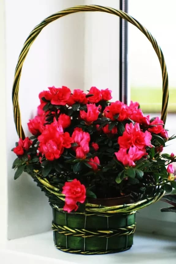 Flower and gift shop: Minsk, Matusevich, 72