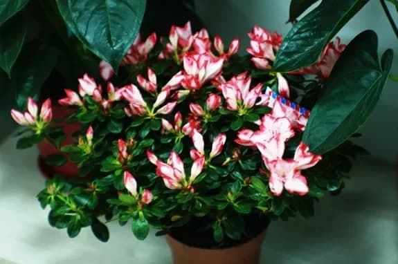 Flower and gift shop: Minsk, Matusevich, 72