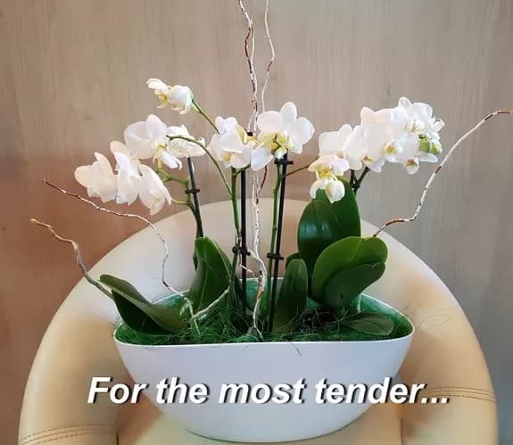 Mother's Day 2020