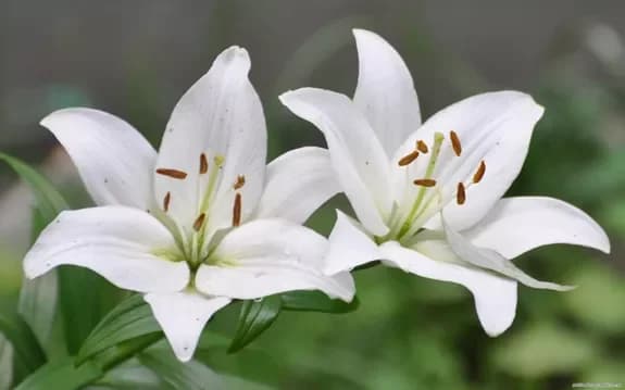 Buy lilies with delivery in Minsk, Belarus