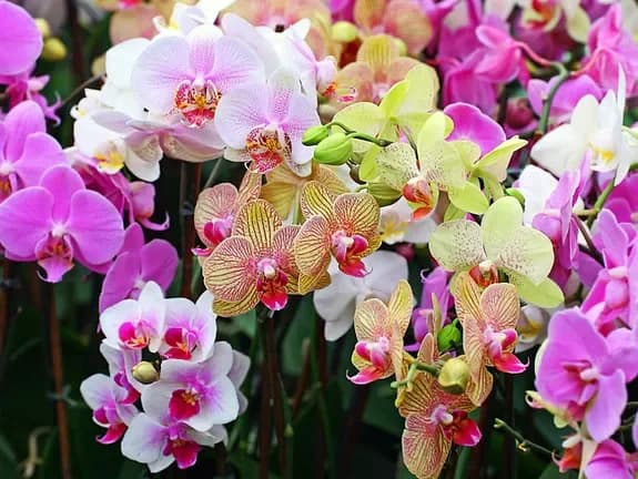 Buy orchids with delivery in Minsk, Belarus