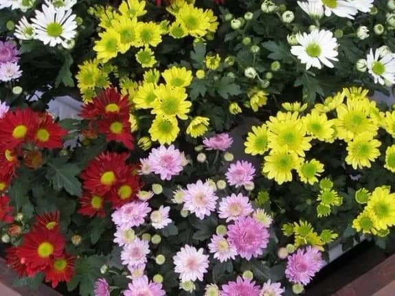 Buy chrysanthemums with delivery in Minsk, Belarus