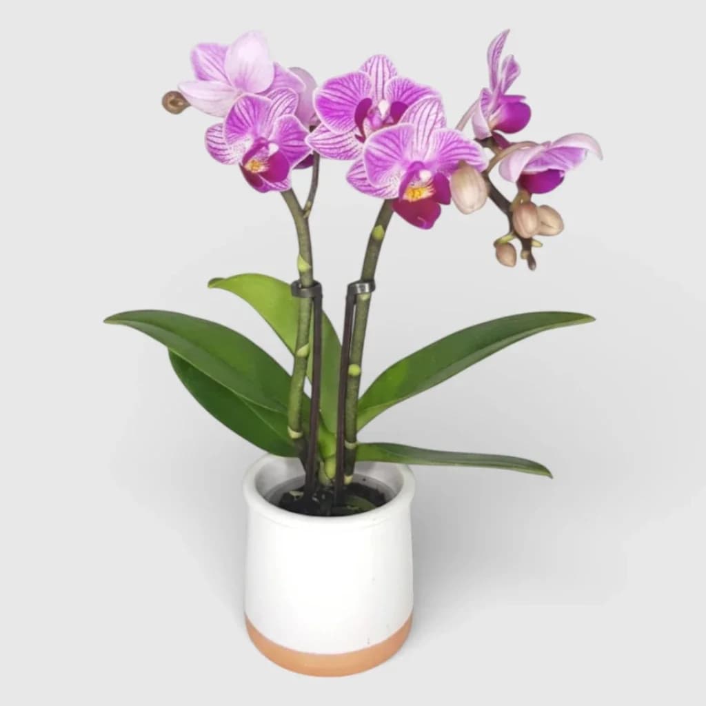 Pink mini orchid in a planter