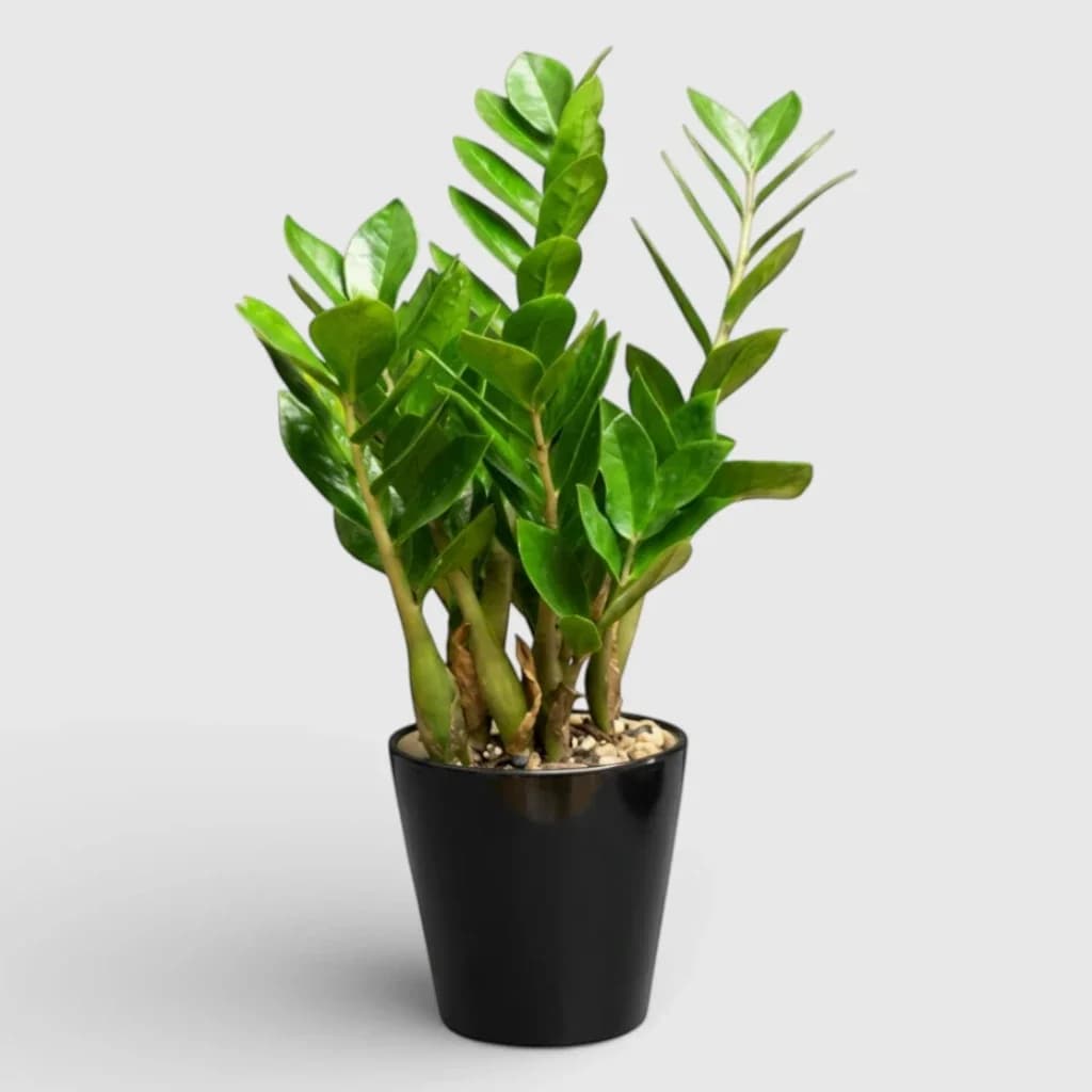 Potted plant