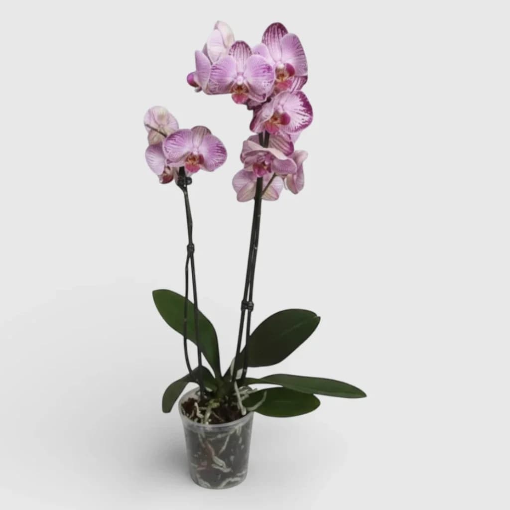 Royal Orchid Pink