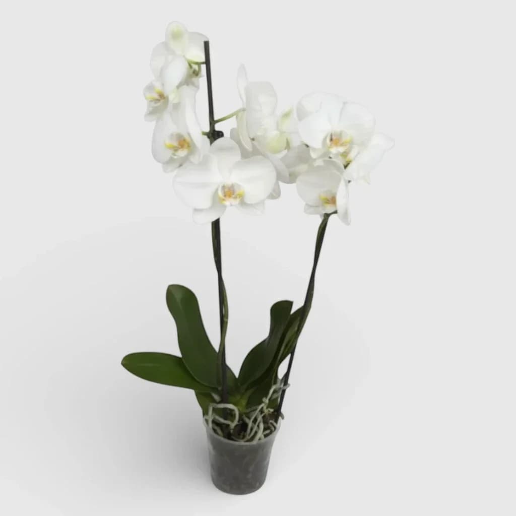 Royal Orchid White