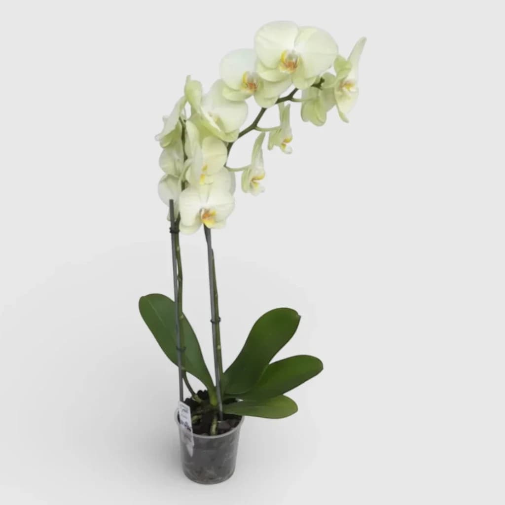 Royal Orchid Yellow