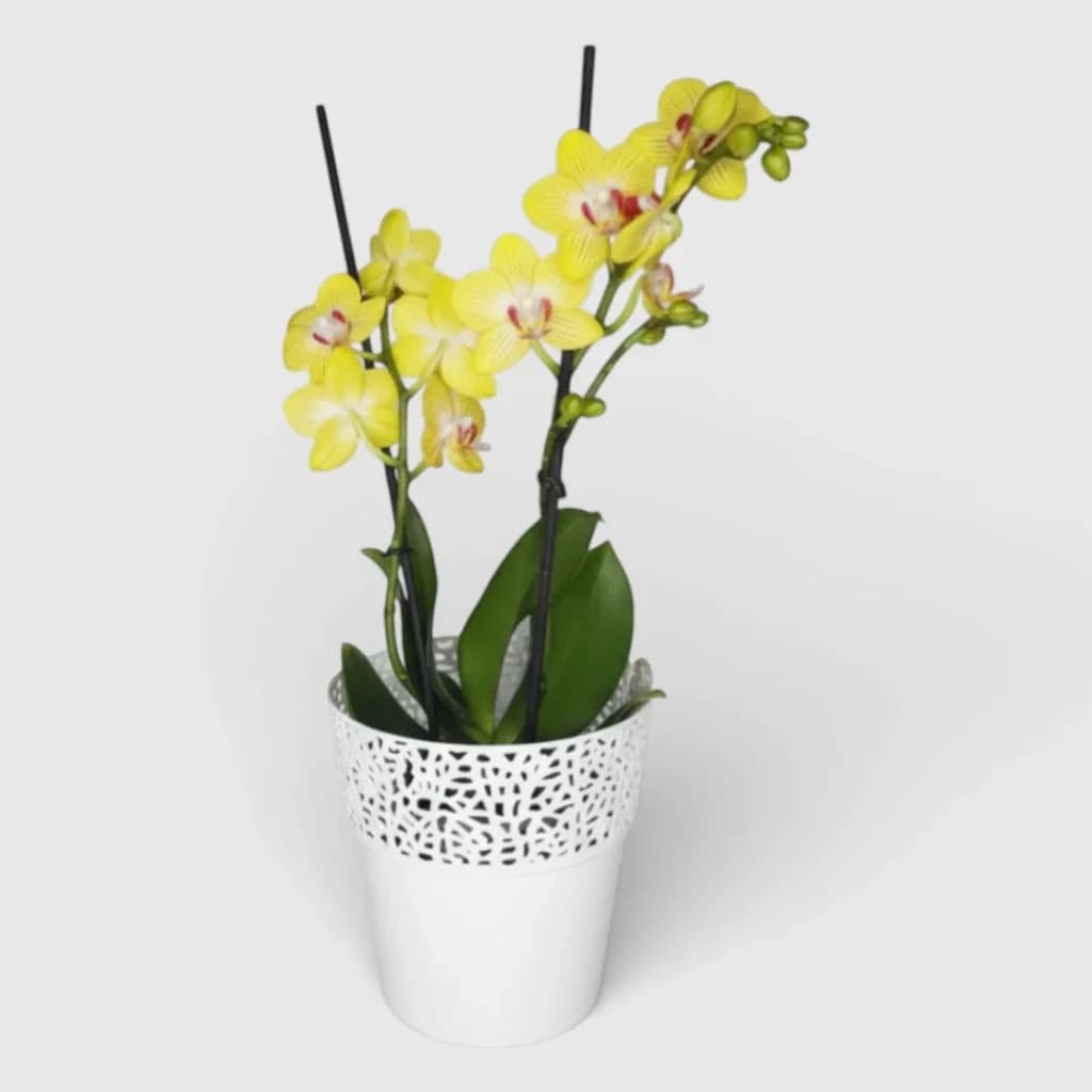 Yellow orchid in a planter