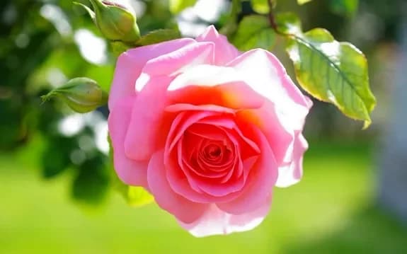 Buy pink roses with delivery in Minsk, Belarus