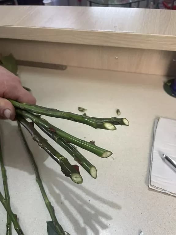 Processing Cut Flowers: A Step-by-Step Guide for Florists