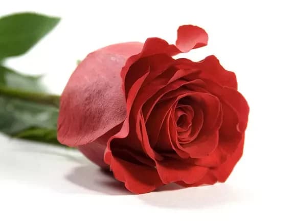 Buy red roses with delivery in Minsk, Belarus
