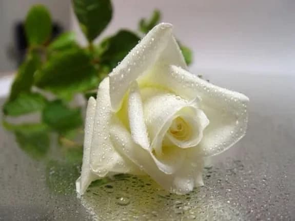 Buy white roses with delivery in Minsk, Belarus