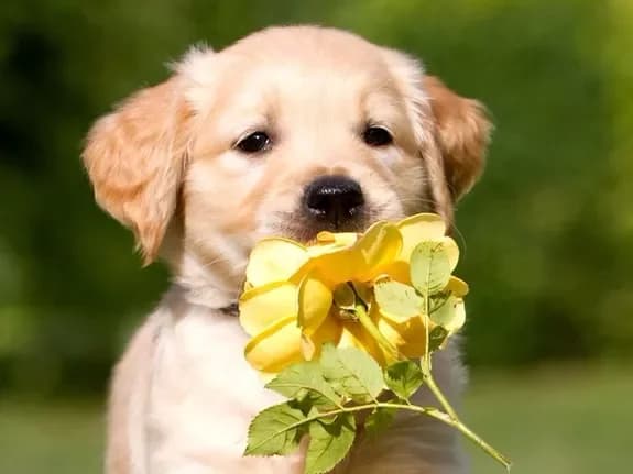 Buy yellow roses with delivery in Minsk, Belarus